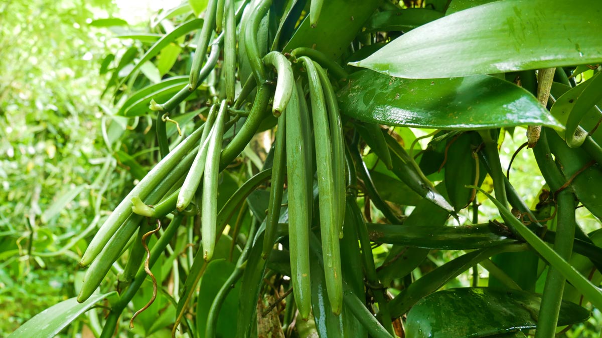 ceylon vanilla farm